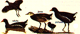 20080229133054-polla.gif