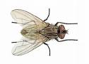 20090304111053-mosca.jpg