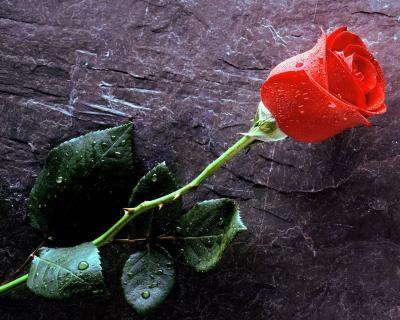 20090423110106-true-love-forever-red-rose.jpg
