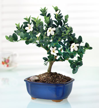 20090602135528-bonsai.jpg