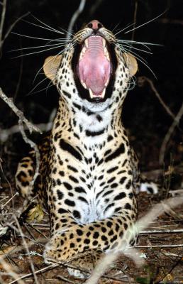20090709103144-bostezo2.jpg