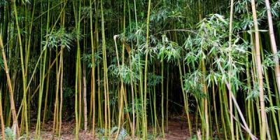 20091019085109-bambu.jpg