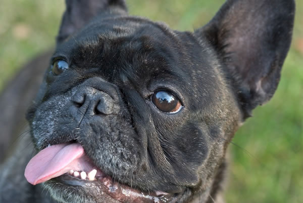 20110930135534-bulldog-frances.jpg