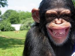 20111102232053-chimpance.jpg